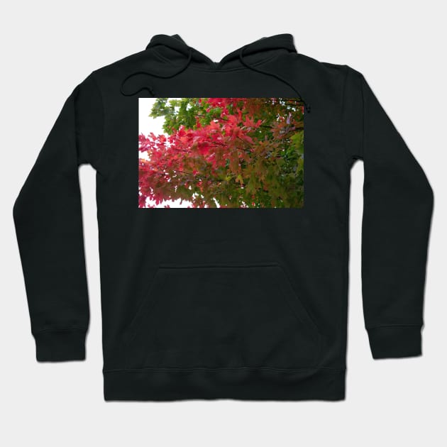 Red green autumn maple leaves Hoodie by Beccasab photo & design